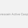 CaspGLOW? Fluorescein Active Caspase-9 Staining Kit